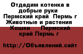 Отдадим котенка в добрые руки - Пермский край, Пермь г. Животные и растения » Кошки   . Пермский край,Пермь г.